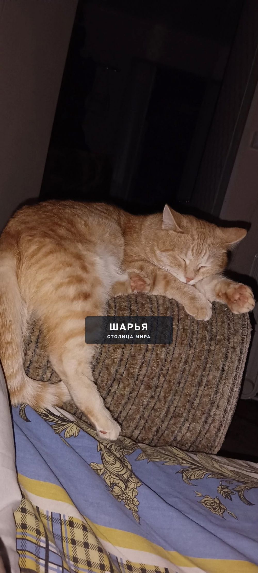 "Пропал кот. Отзывается на кличку "Персик", есть шрамик небольшой на правом глазу сверху, на… — Шарья — фото 2