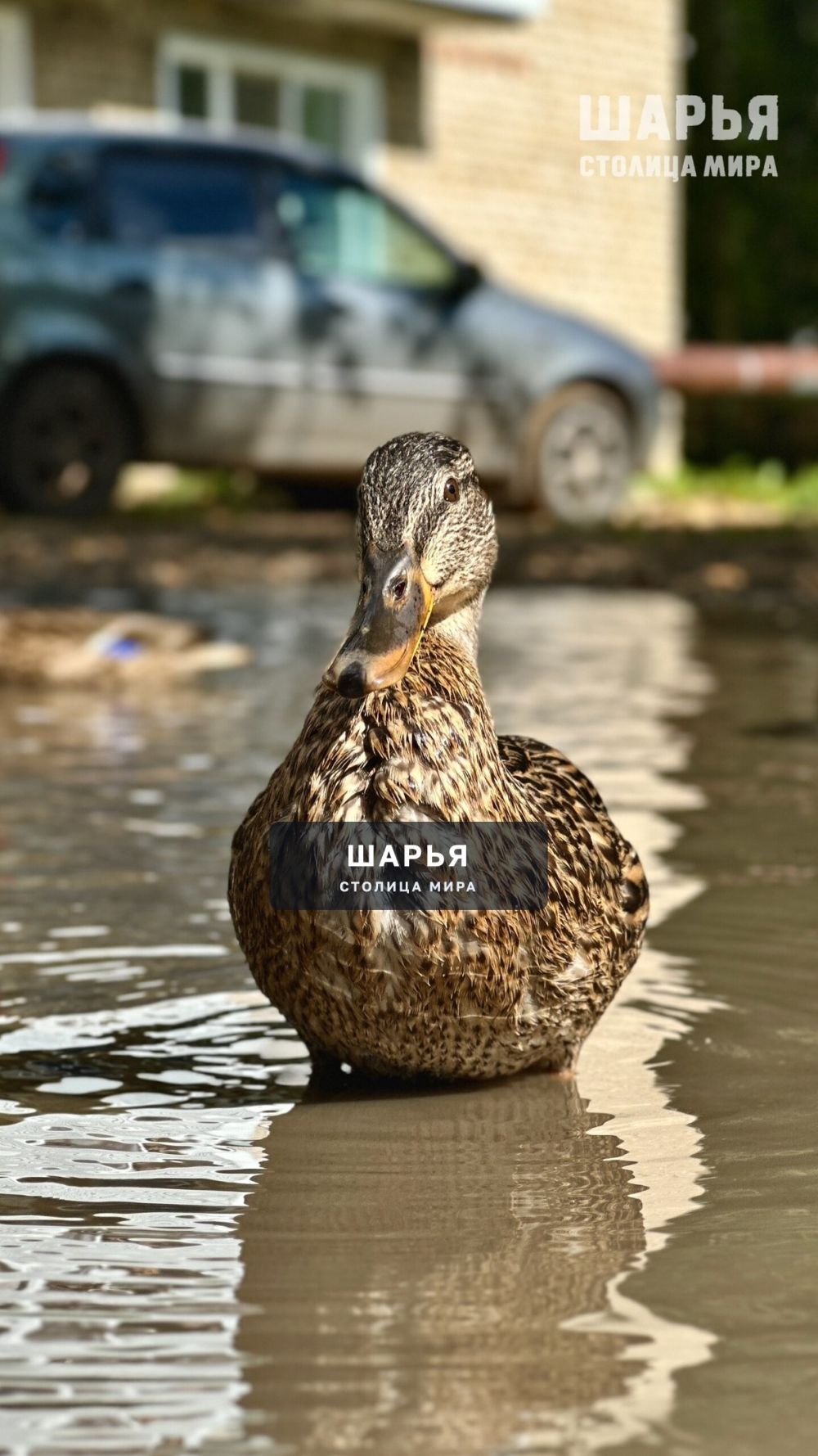 Новость из Шарьи — Шарья