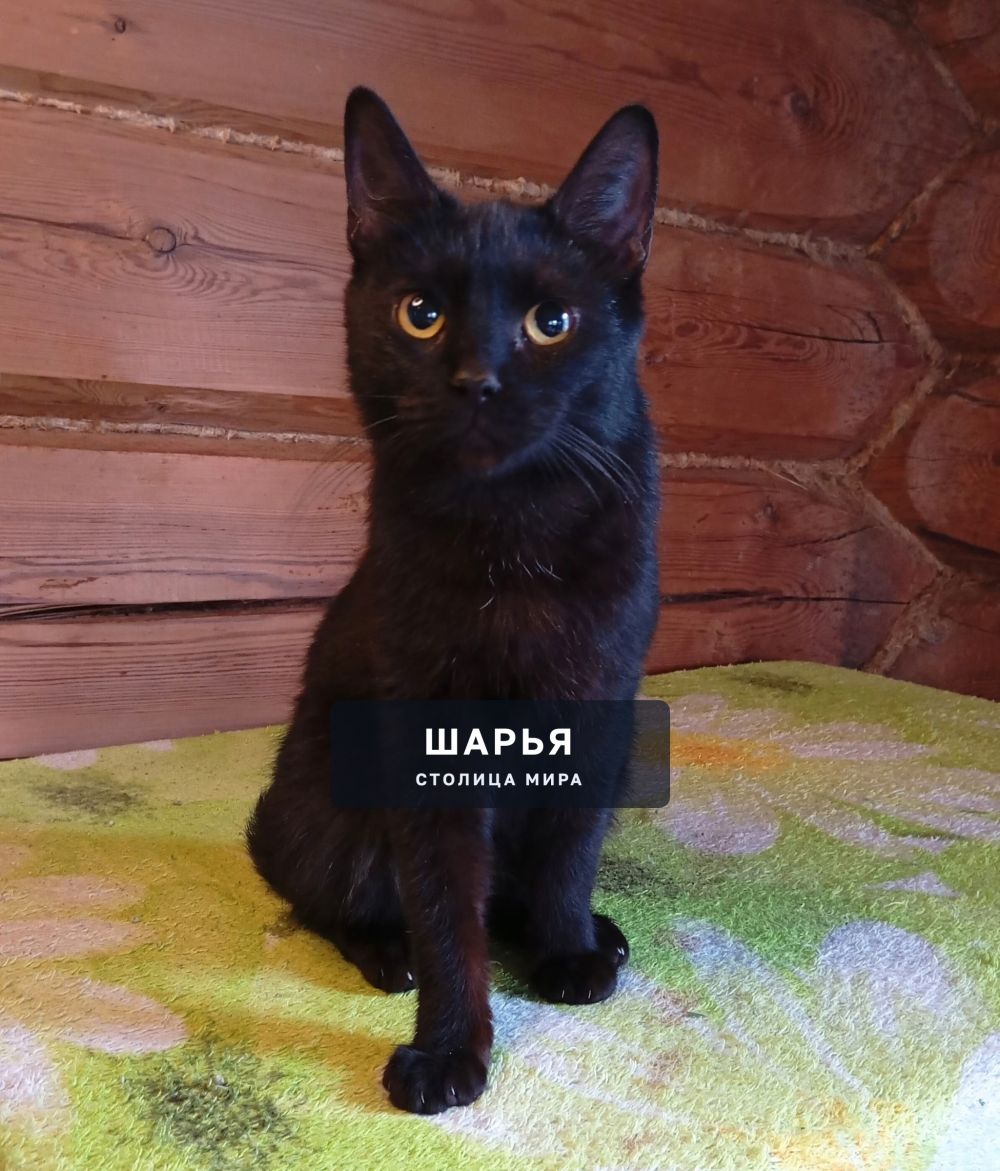 Очаровательный котик Сажик в поисках доброго хозяина! — Шарья