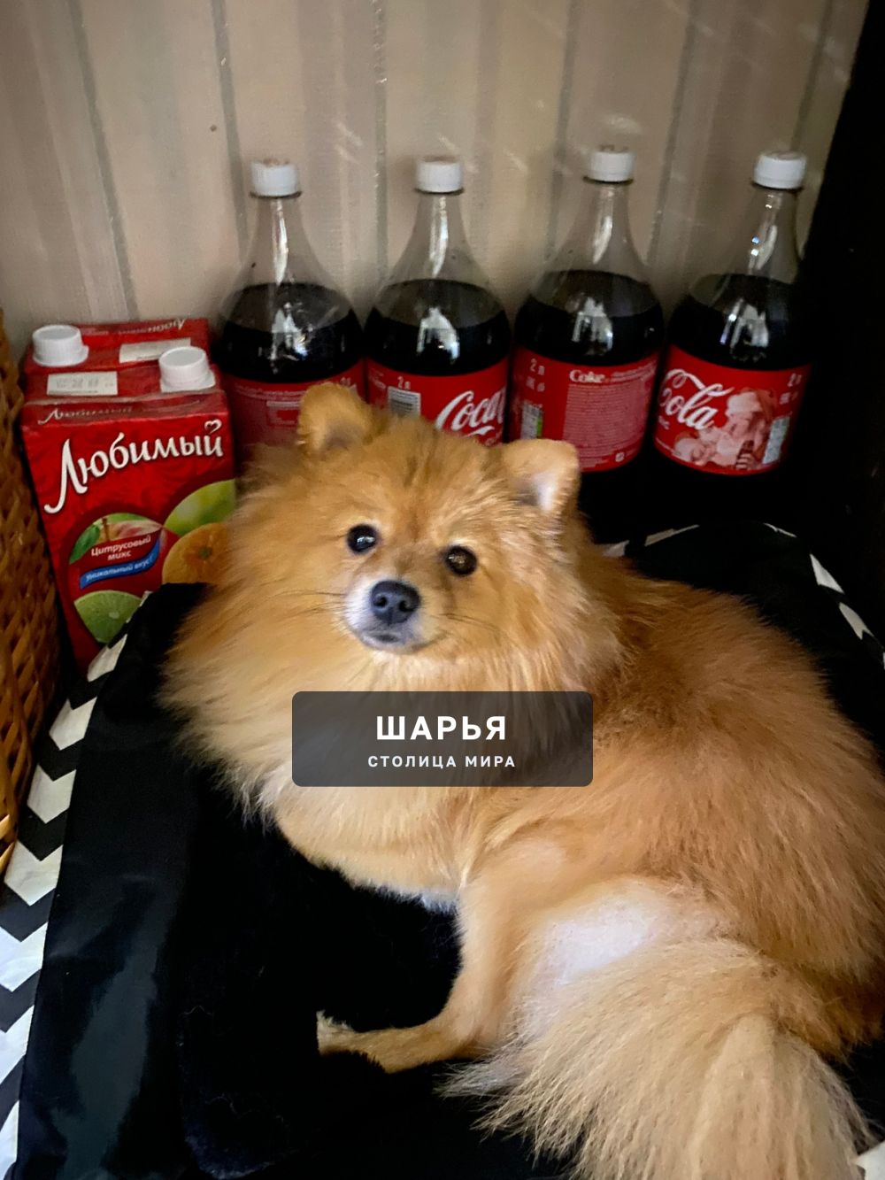 Потерялась собака,шпиц,кобель,откликается на кличку Фантик.Район Ветлужский.Может кто видел… — Шарья