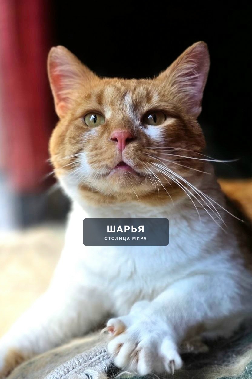 Кот Рыженос ищет дом! — Шарья