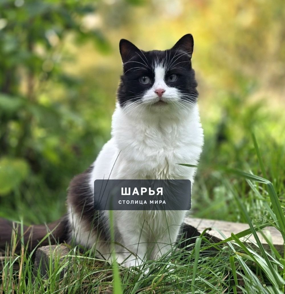 Кошечка Матрёна, красавица и ласкуша, ищет самого надежного хозяина! — Шарья — фото 2