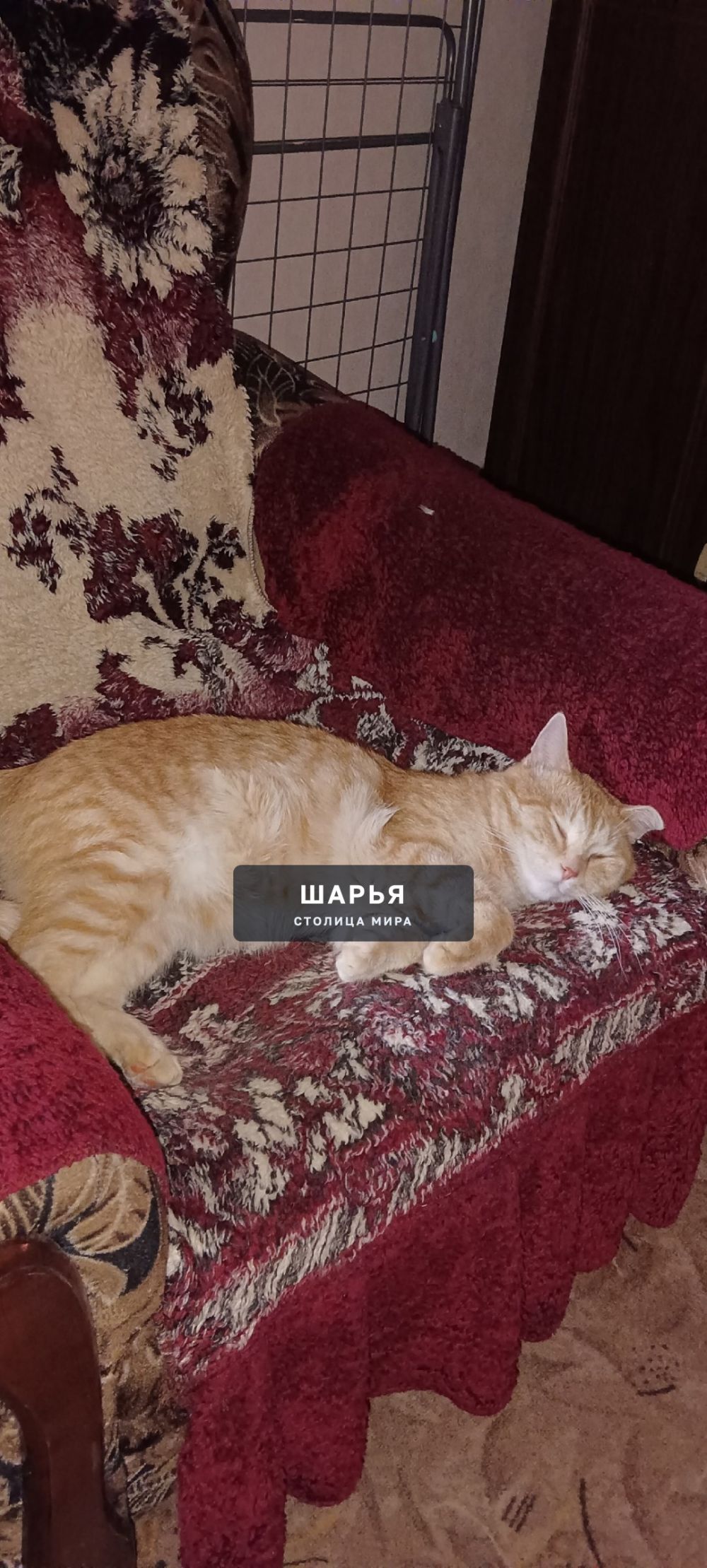 Здравствуйте, разместите пожалуйста повторно — Шарья — фото 4