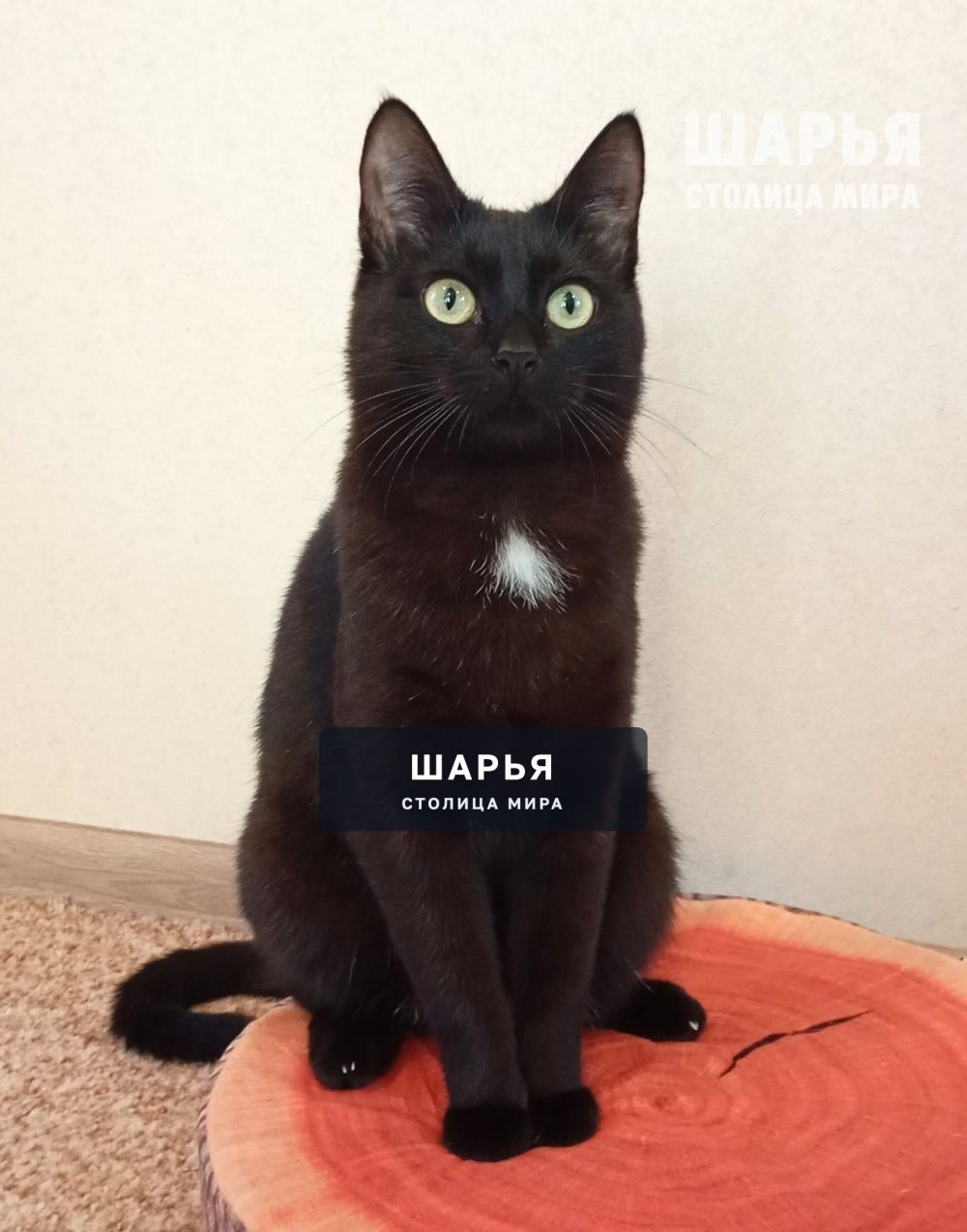 Ищем любящую семью для очаровательного котика Джексона — Шарья — фото 3