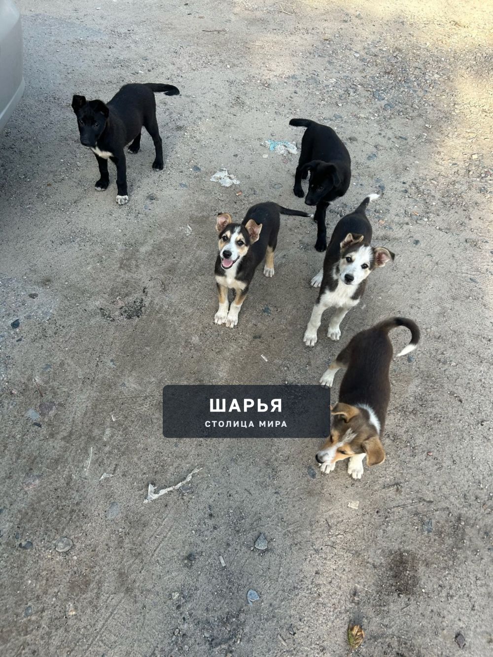 Пожалуйста — Шарья