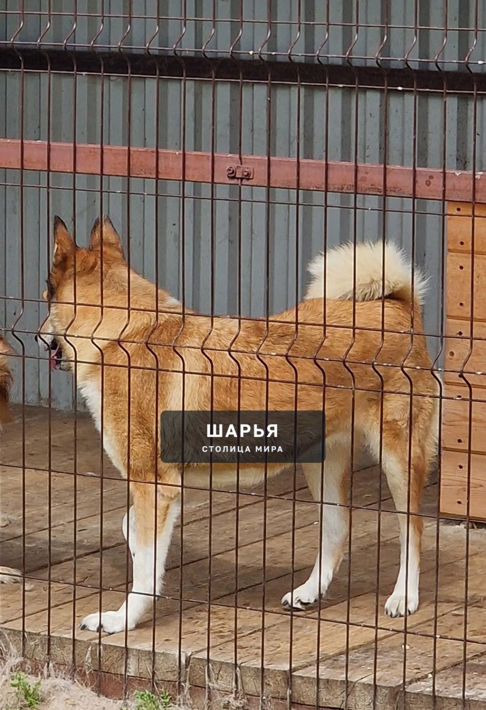 В районе улицы Сусанина пропала собака по кличке Ника — Шарья — фото 2