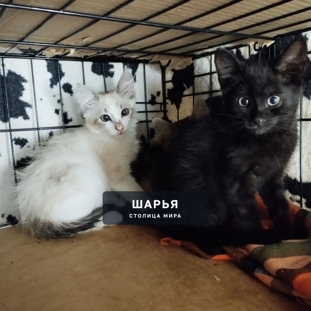 Два бездомыша котика ищут дом — Шарья