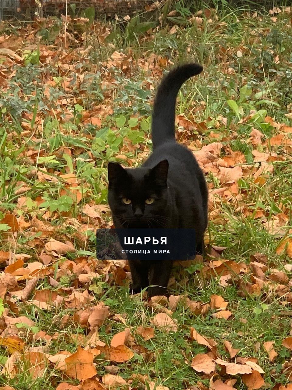 Ищем дом и надёжного человека — Шарья — фото 3