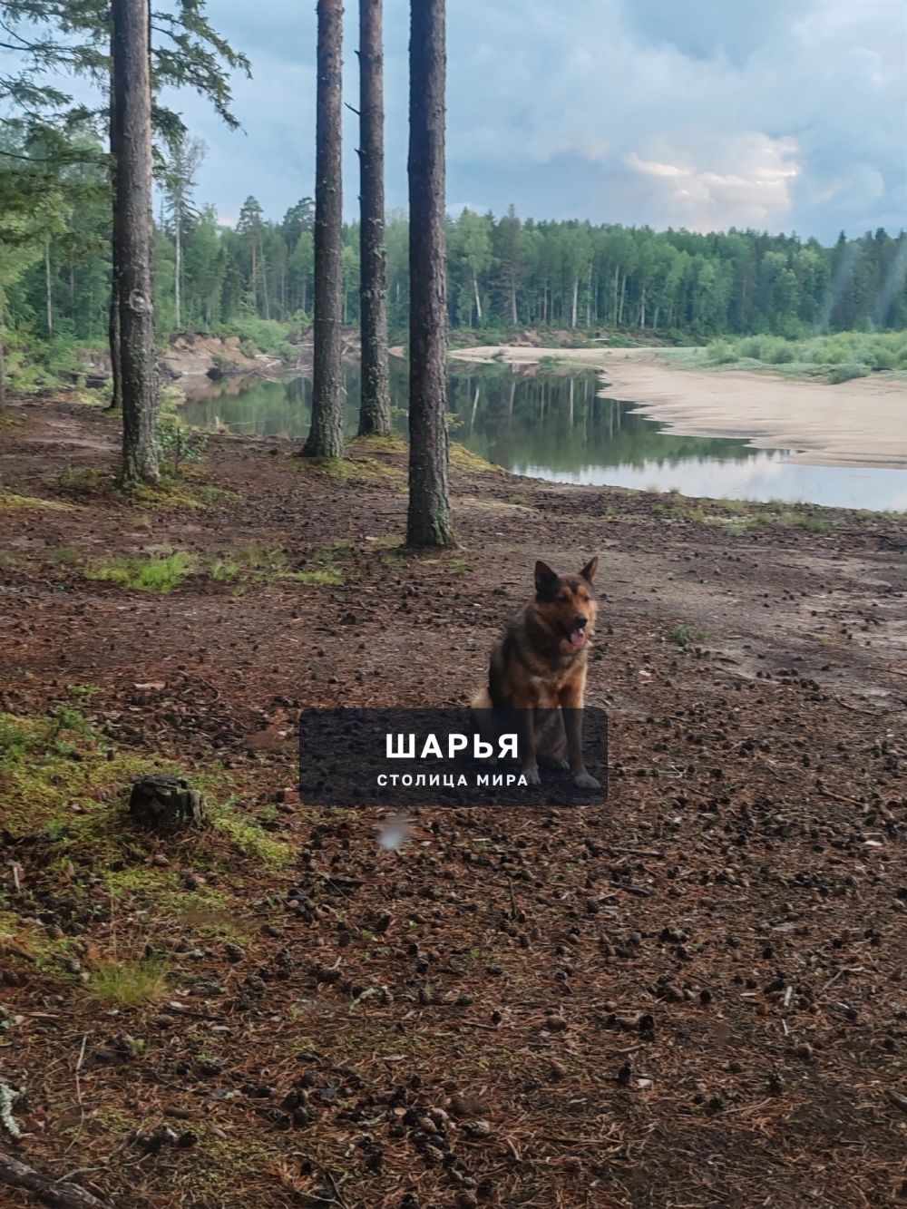 Бегает в районе "Рамешки", Красный яр — Шарья — фото 2