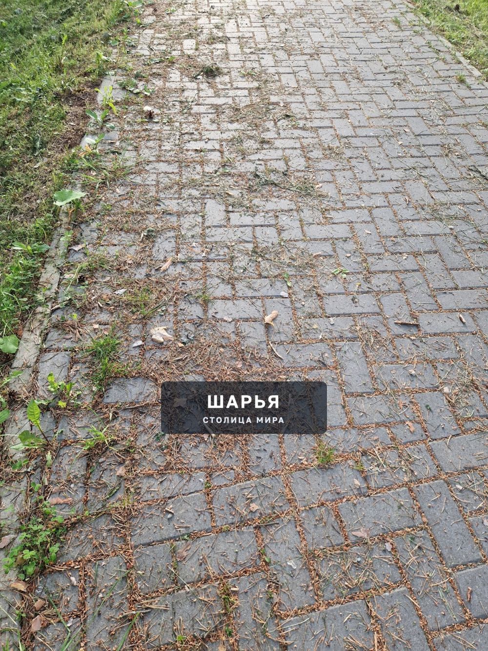 Скошено, но не убрано» — любимый стиль ландшафтного дизайна в парке горада Шарьи — Шарья — фото 2