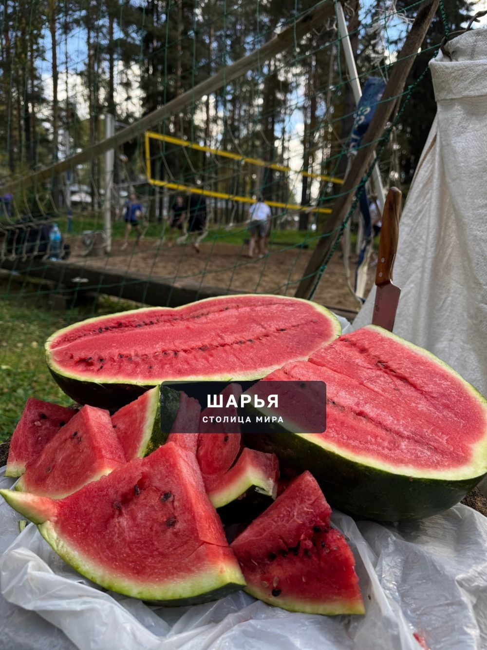 В Шарье отметили День леса волейбольным турниром — Шарья — фото 5