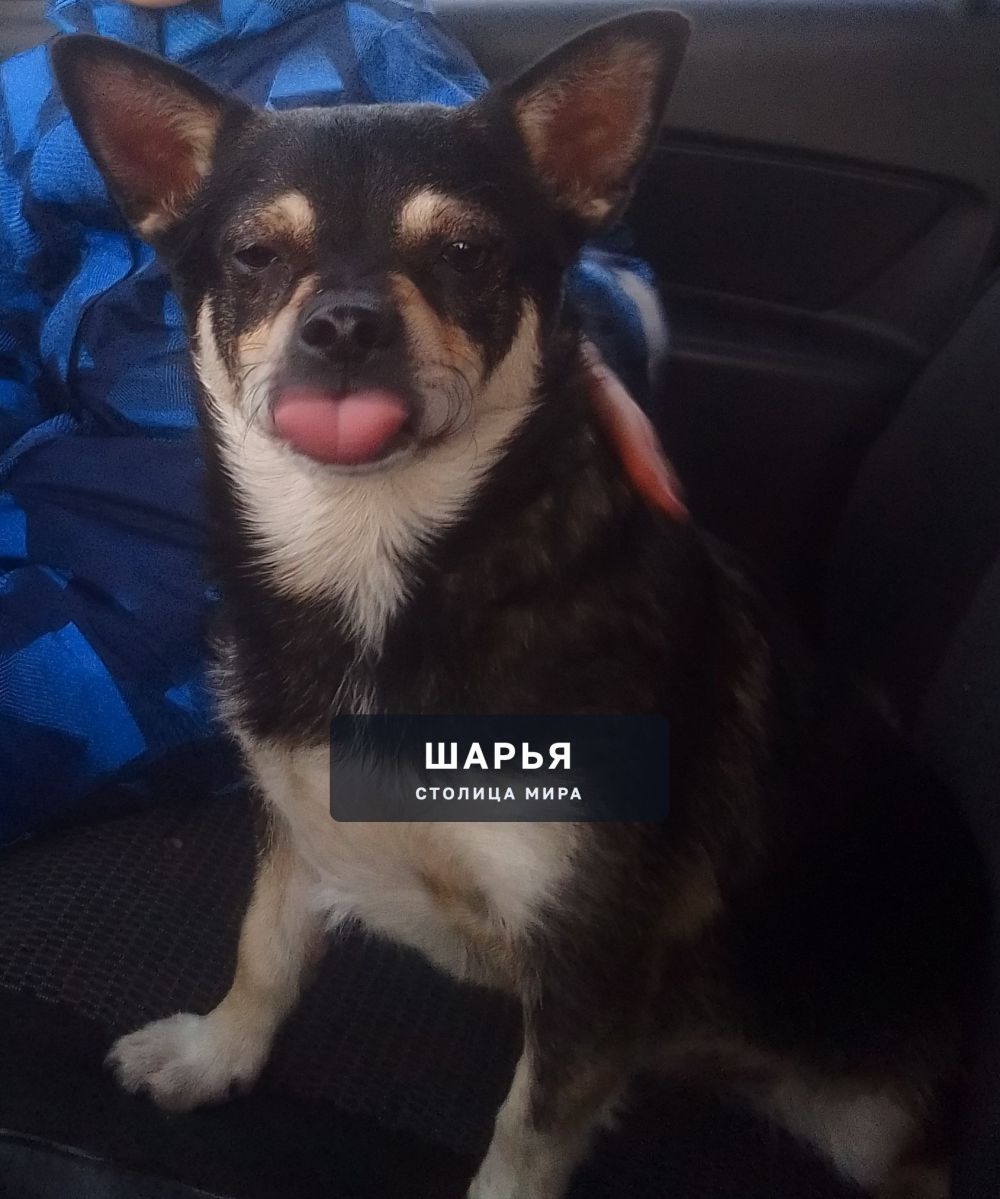 Чья потеряшка? Бегает на Вокзальной — Шарья