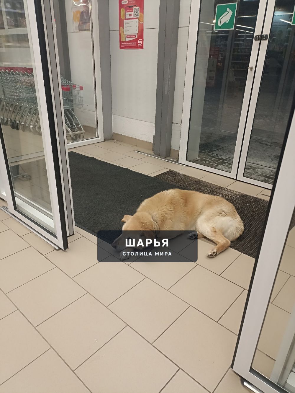 Хозяева данной собаки! Заберите её! — Шарья