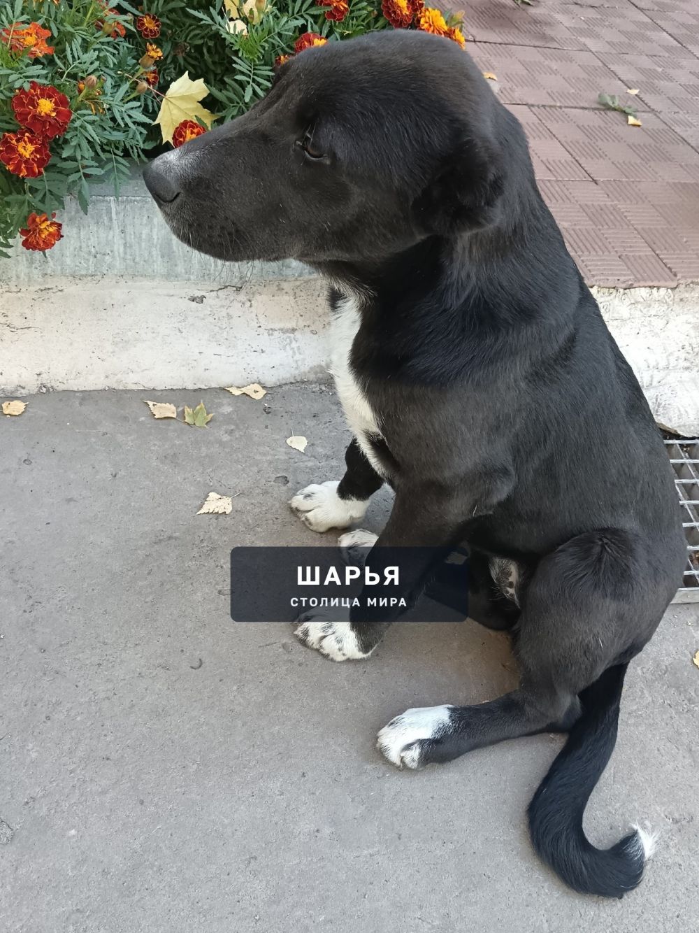 Чья собачка? Ищем прежнего или нового ответственного хозяина — Шарья