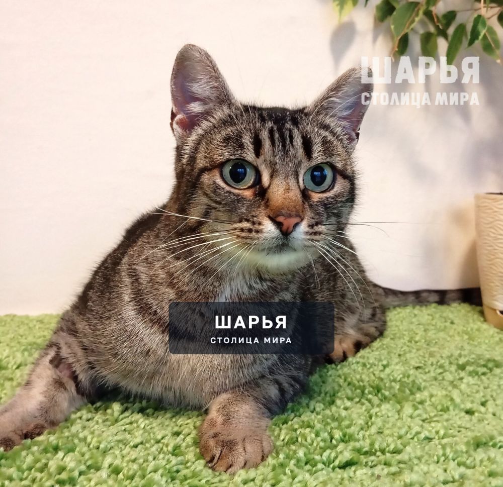 Вот такая тигровая красота в поисках своего человека! — Шарья — фото 7