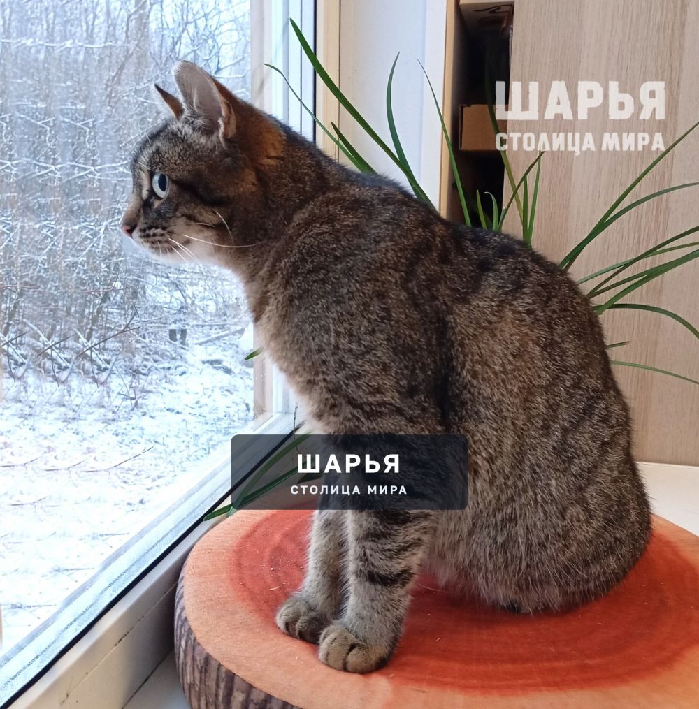 Вот такая тигровая красота в поисках своего человека! — Шарья — фото 9