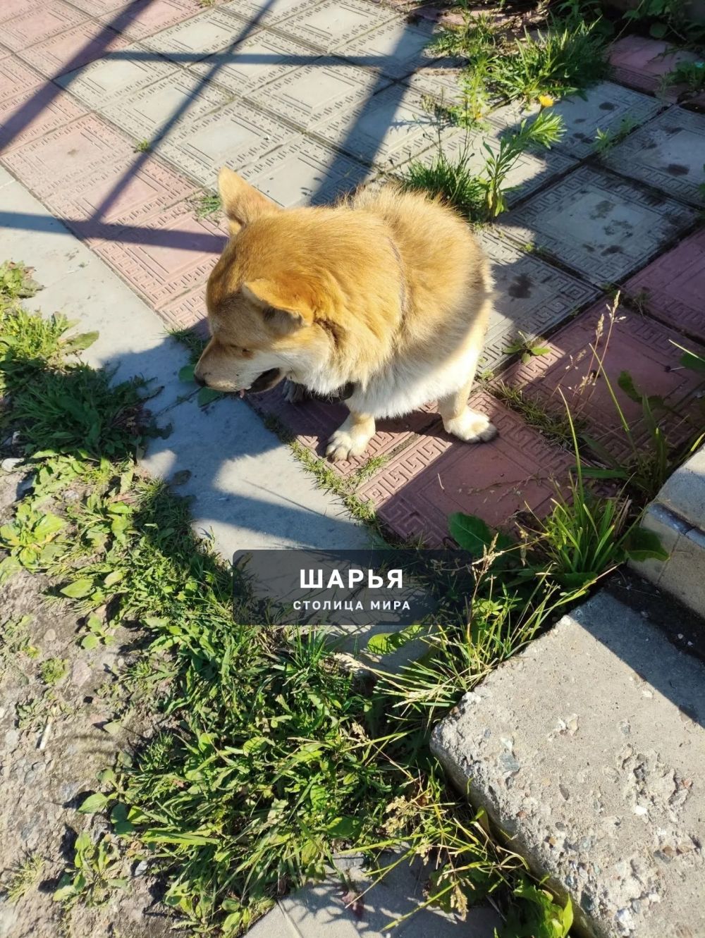 Чья собака, очень голодная, бегала по дороге у рынка? + — Шарья — фото 2
