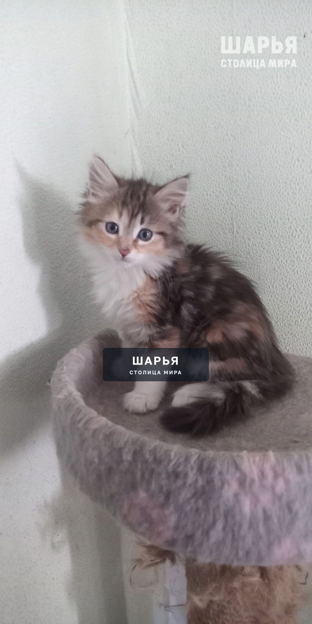 Отдам котёнка в добрые руки — Шарья