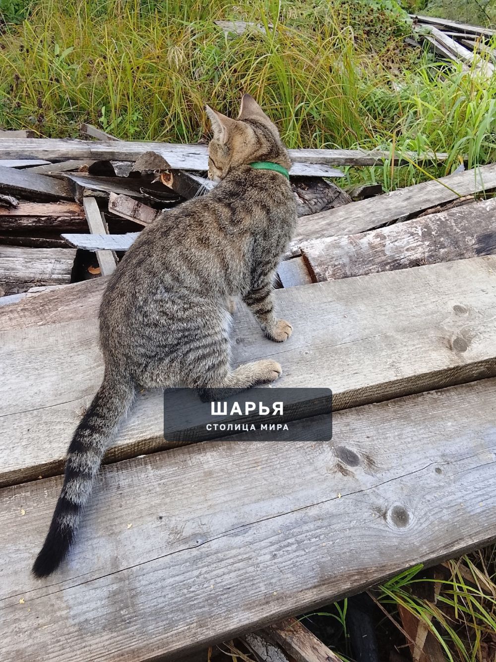 Чья кошка прибилась ?? На ней зелёный ошейник находится на ул. Луговая д 13 — Шарья