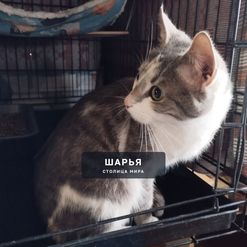 Котик Зайка — Шарья — фото 8