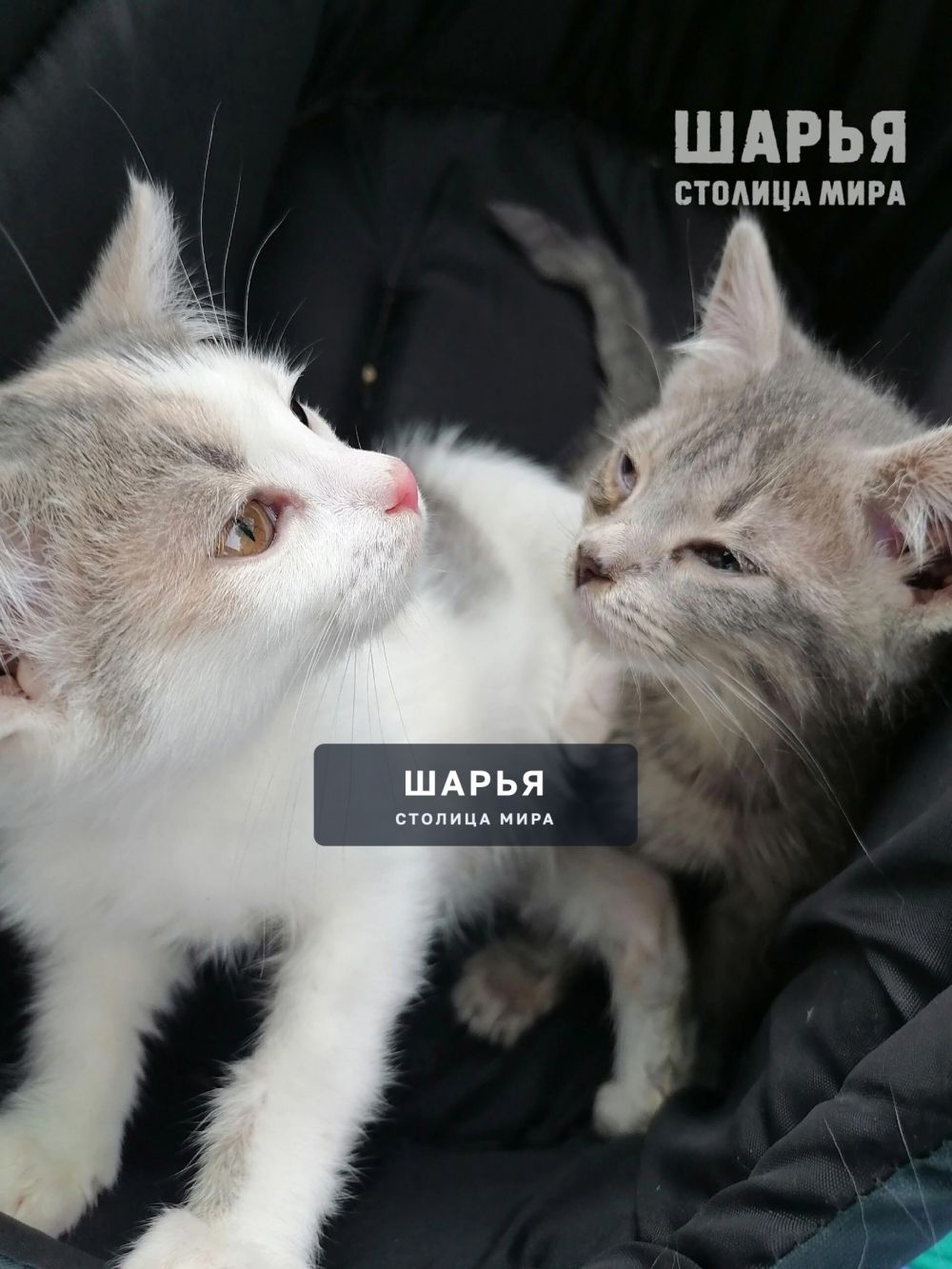 Котята в добрые руки — Шарья — фото 5