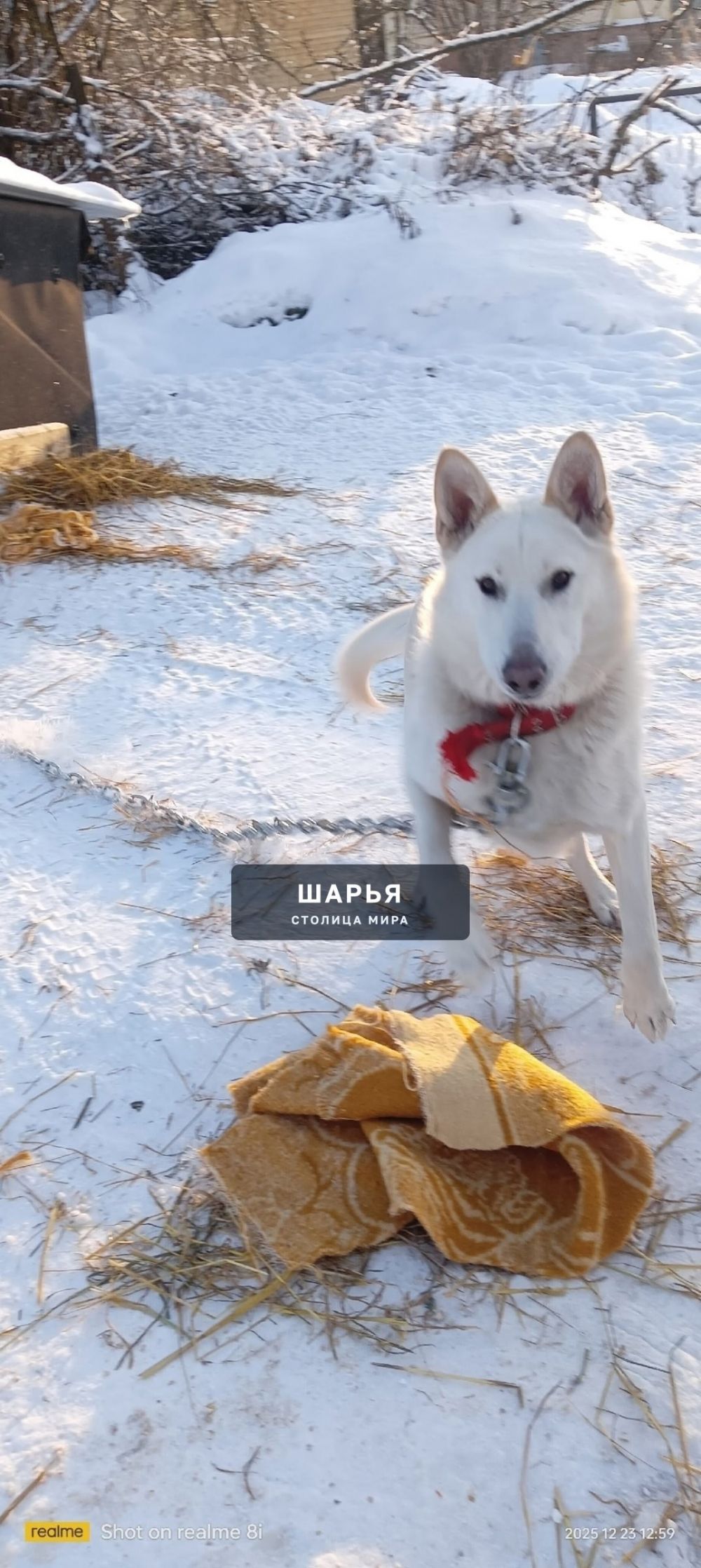 Герда, Гаврюша и Зина ищут добрые руки — Шарья — фото 3