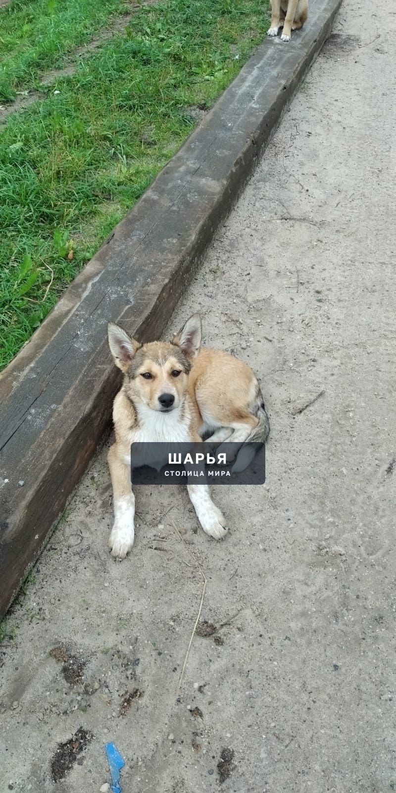 Срочно пристраиваем в добрые руки — Шарья — фото 2