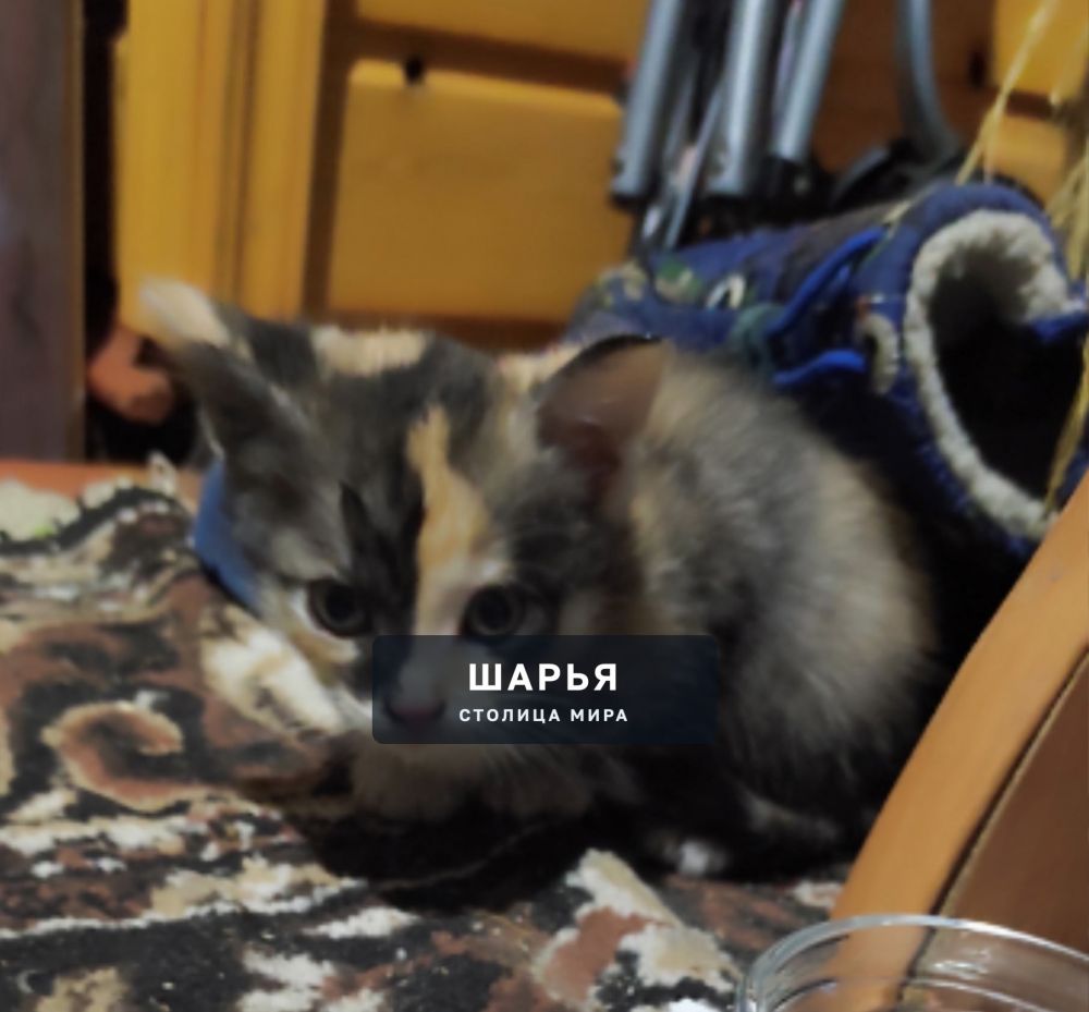 Доброго времени суток! Во время прогулки на велосипеде, возле Арбузного перекрёстка (ул… — Шарья — фото 6