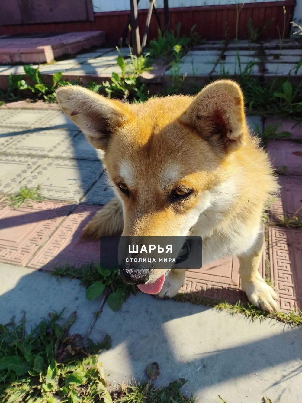 Чья собака, очень голодная, бегала по дороге у рынка? + — Шарья — фото 4