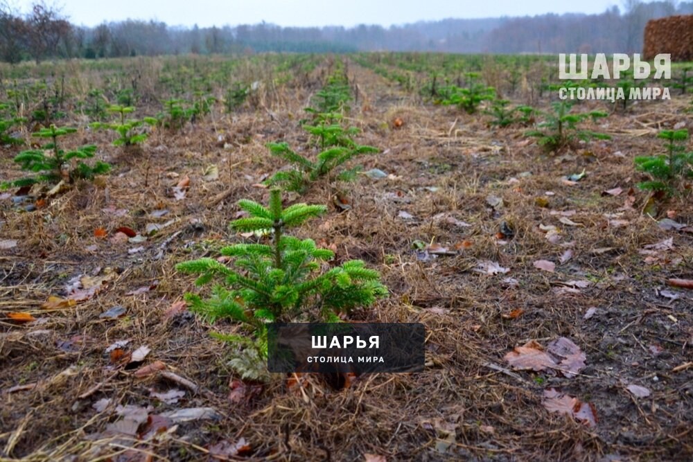 Регион перевыполнил плановые показатели по восстановлению лесов — Шарья