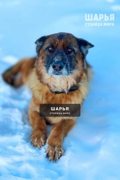 Новых озяев ищут Анита и Ричард, которые выходят на пенсию — Шарья