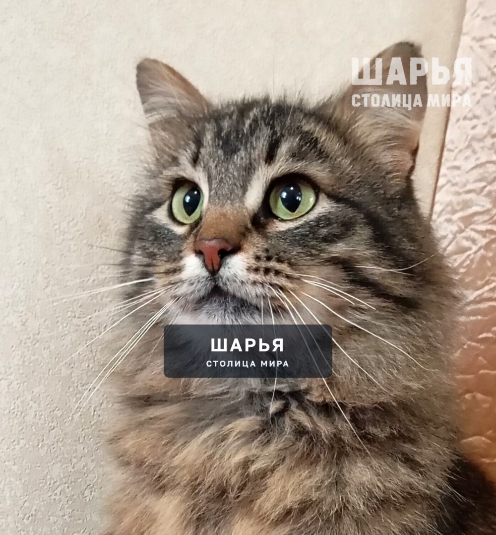 Знакомьтесь, котик Кеша! Самый обаятельный и привлекательный! — Шарья — фото 2