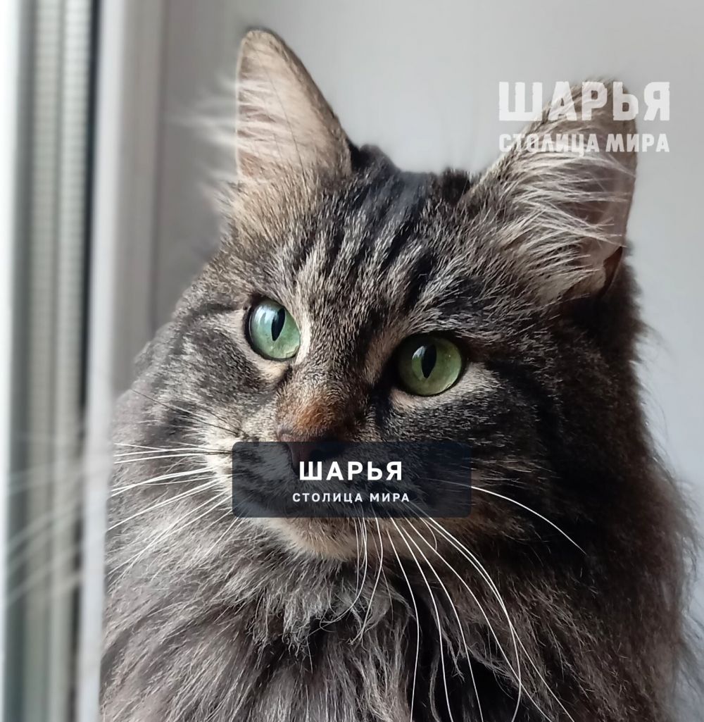 Кошечка Шура. Фенотип сибирской породы — Шарья — фото 3
