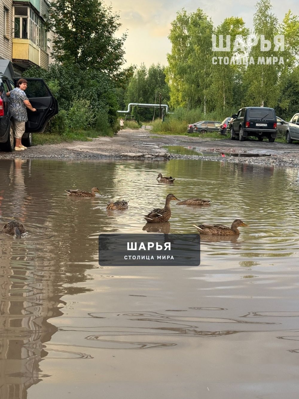 Утки во всех лужах города — Шарья — фото 3