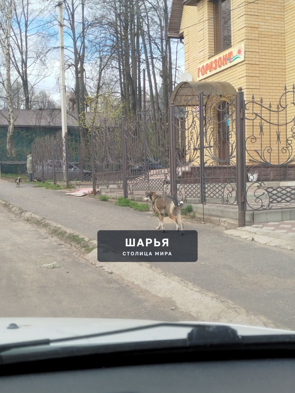 Чья огромная псина бегает???? — Шарья — фото 2