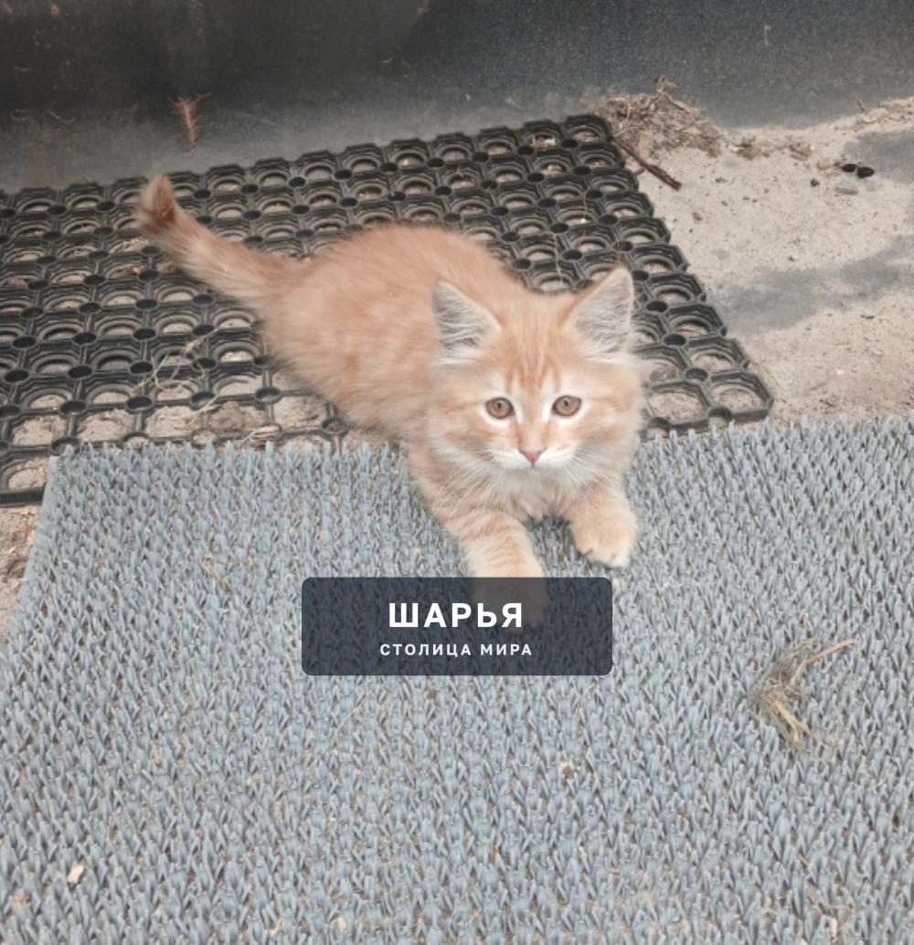 Отдам четырёх котят в добрые руки, 2 рыжих мальчика и 2 трехцветные девочки — Шарья — фото 3