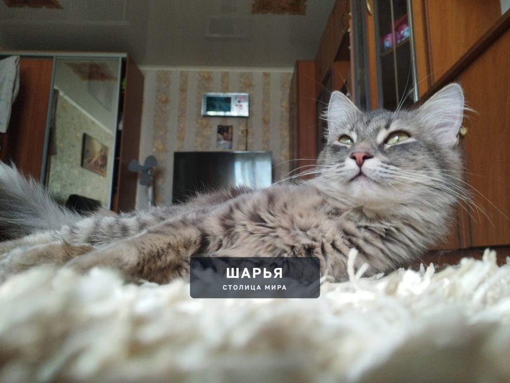 Пропала кошка в районе Корегино — Шарья