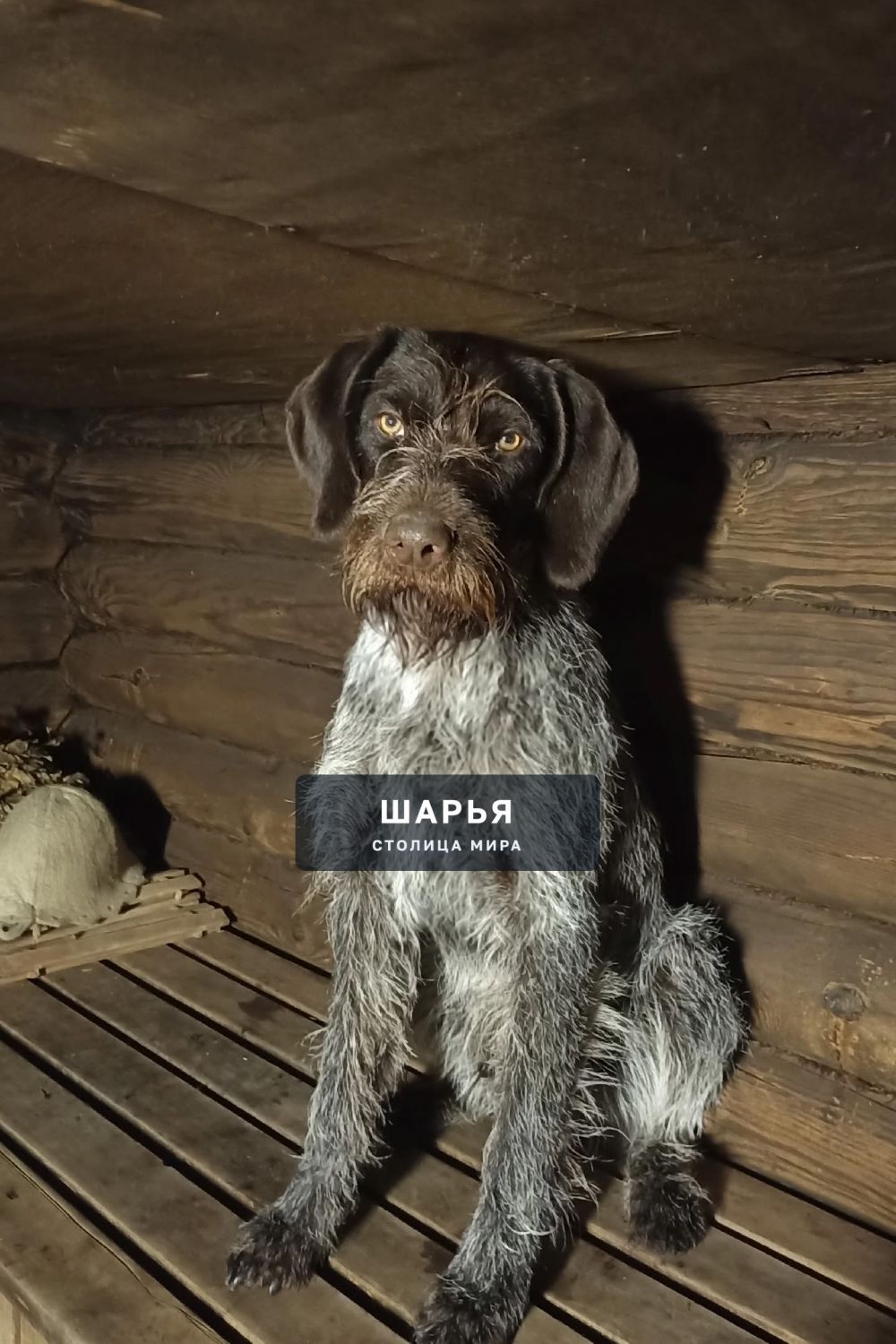 Пропала собака. . В районе 4 шк — Шарья