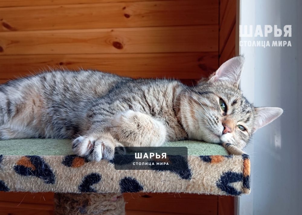 Маленькая кошечка Диночка! — Шарья — фото 6