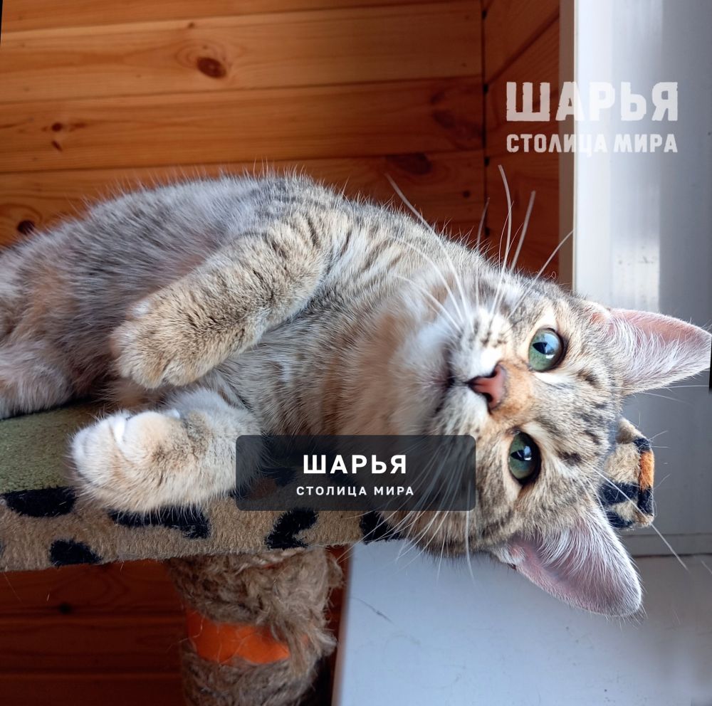 Маленькая кошечка Диночка! — Шарья — фото 2