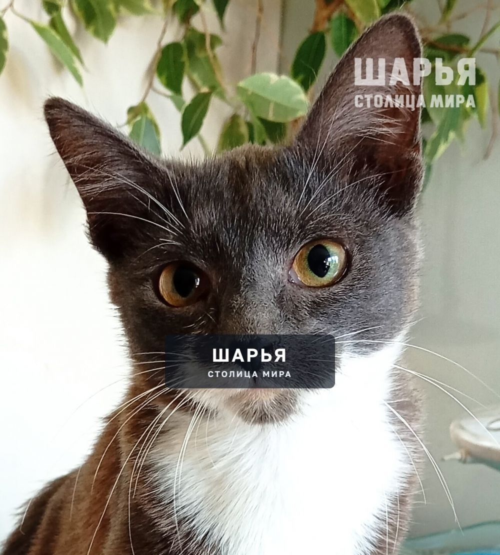 Знакомьтесь, котенок Фауст! — Шарья — фото 2