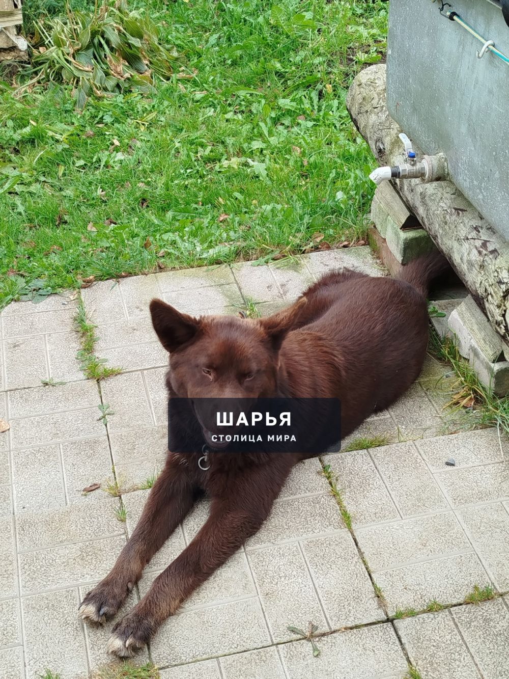 Хозяин, отзовись! Такой вот пёс пришёл к нам и уходить не хочет — Шарья — фото 2