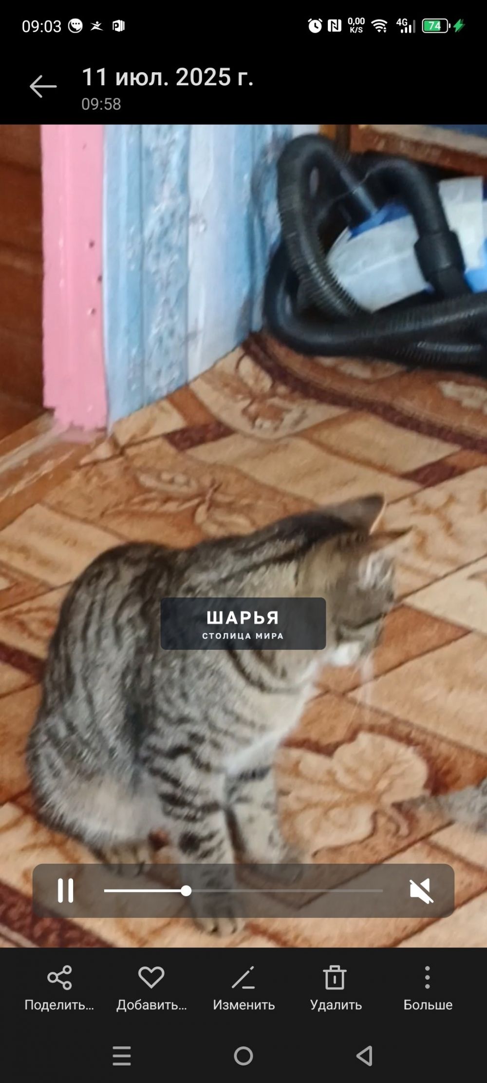 Помогите найти кошечку пожалуйста — Шарья — фото 3