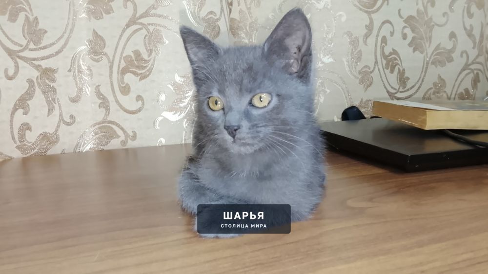 Нашел бездомного котенка, возже жд путей — Шарья — фото 3
