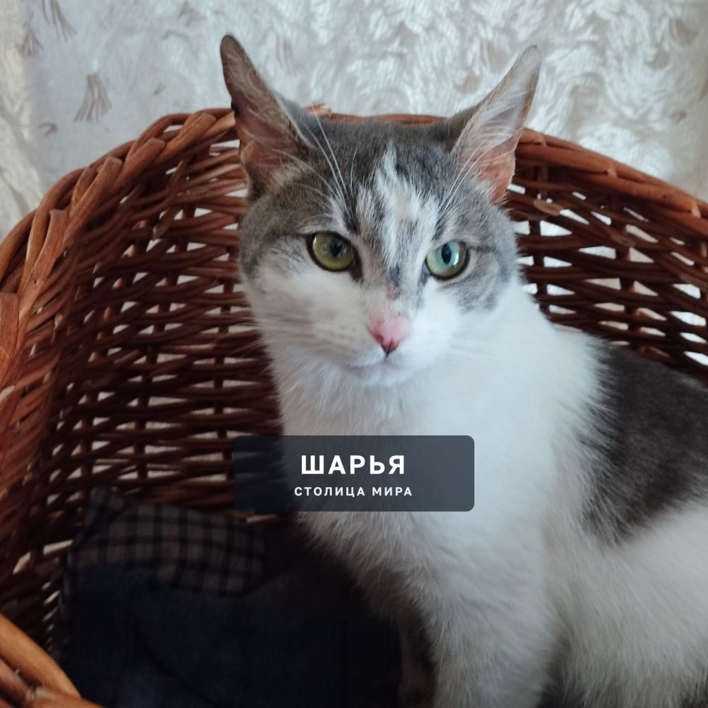 Котёнок- котик, подросток, возраст 8-9 мес. ласковый ручной, домашний- лучше не придумаешь! — Шарья
