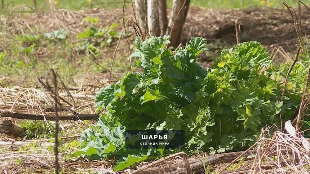 Специалисты начали активнее бороться с борщевиком — Шарья