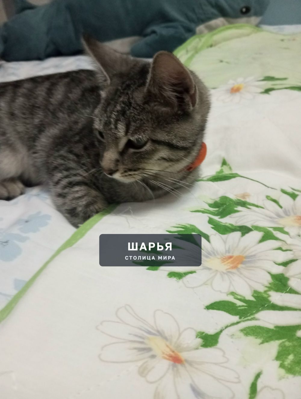 SOS! В районе остановки ДСК в Ветлужском подобрала котенка — Шарья — фото 4
