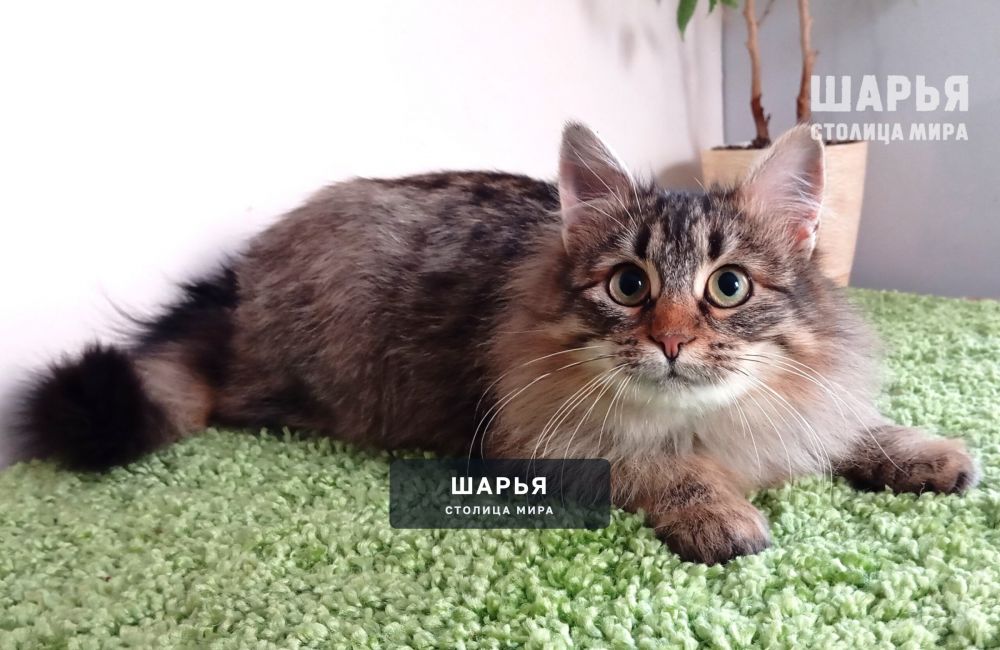Знакомьтесь, котик Ерофей, Ерошенька, Ерошка! — Шарья — фото 2