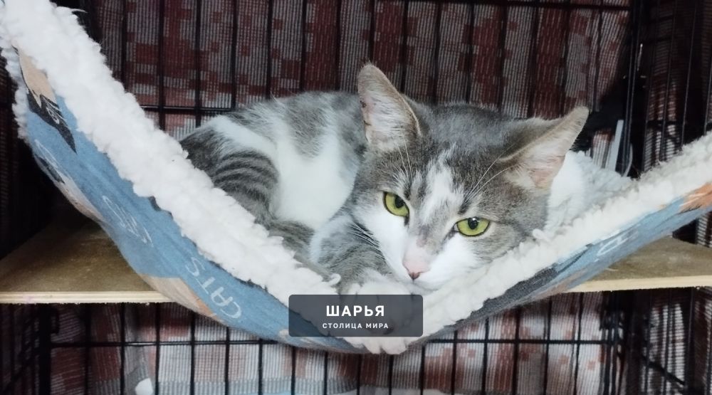 Котик Зайка — Шарья — фото 5