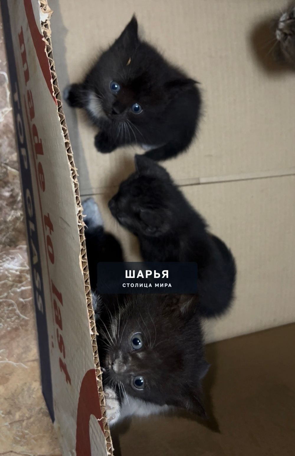 Два черно-белых котёнка в добрые и ответственные руки — Шарья — фото 2